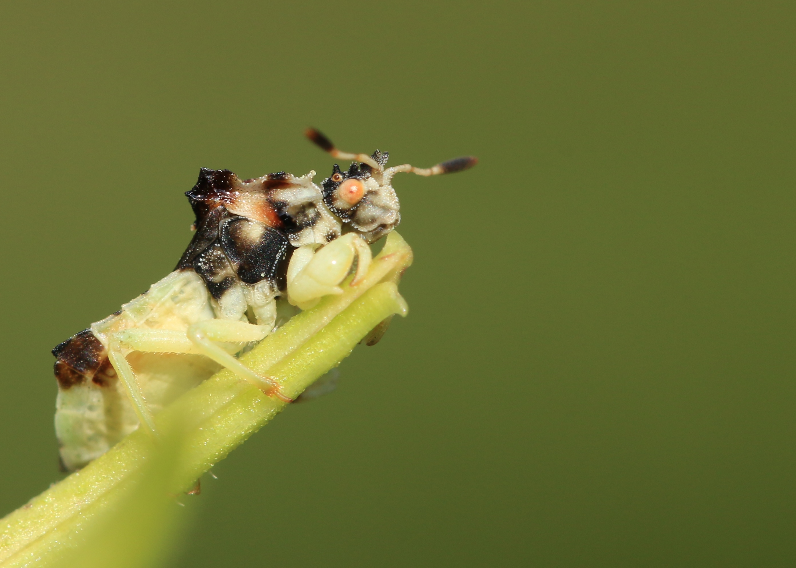 The Secret Lives of Ambush Bugs Leslie Abram Photography