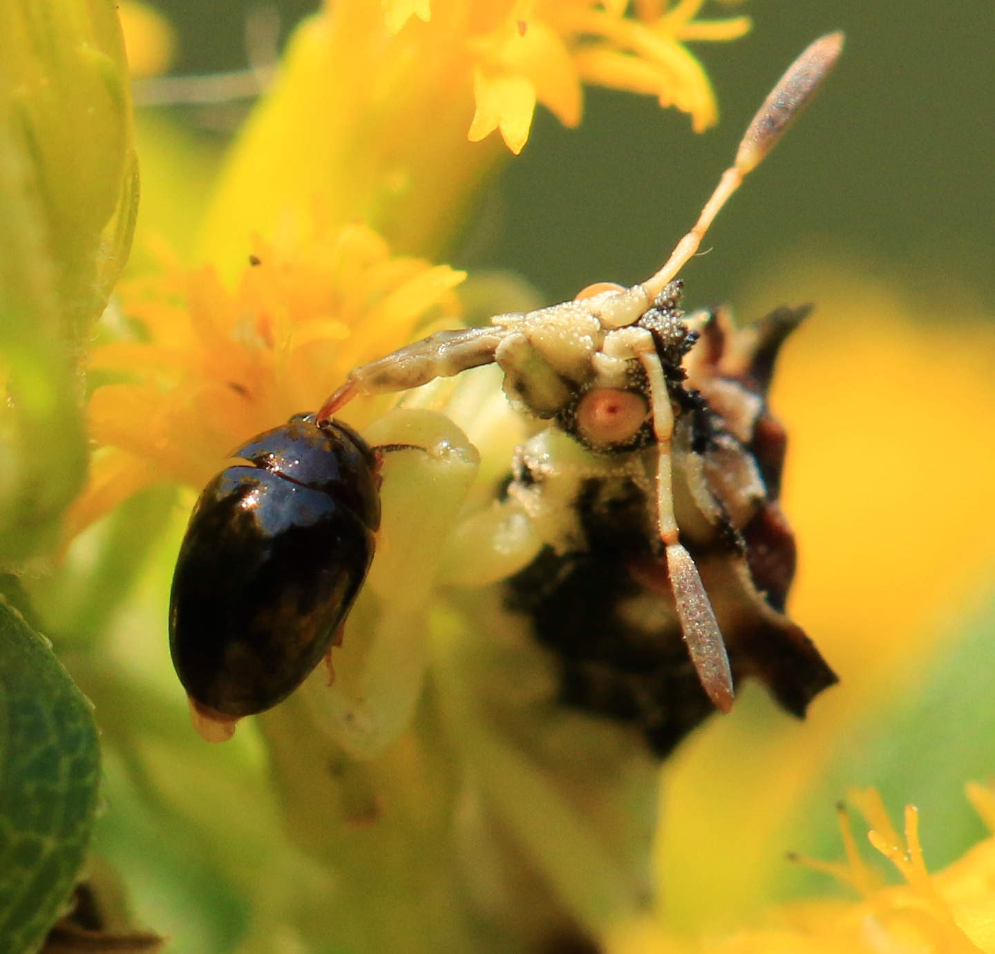 The Secret Lives of Ambush Bugs Leslie Abram Photography