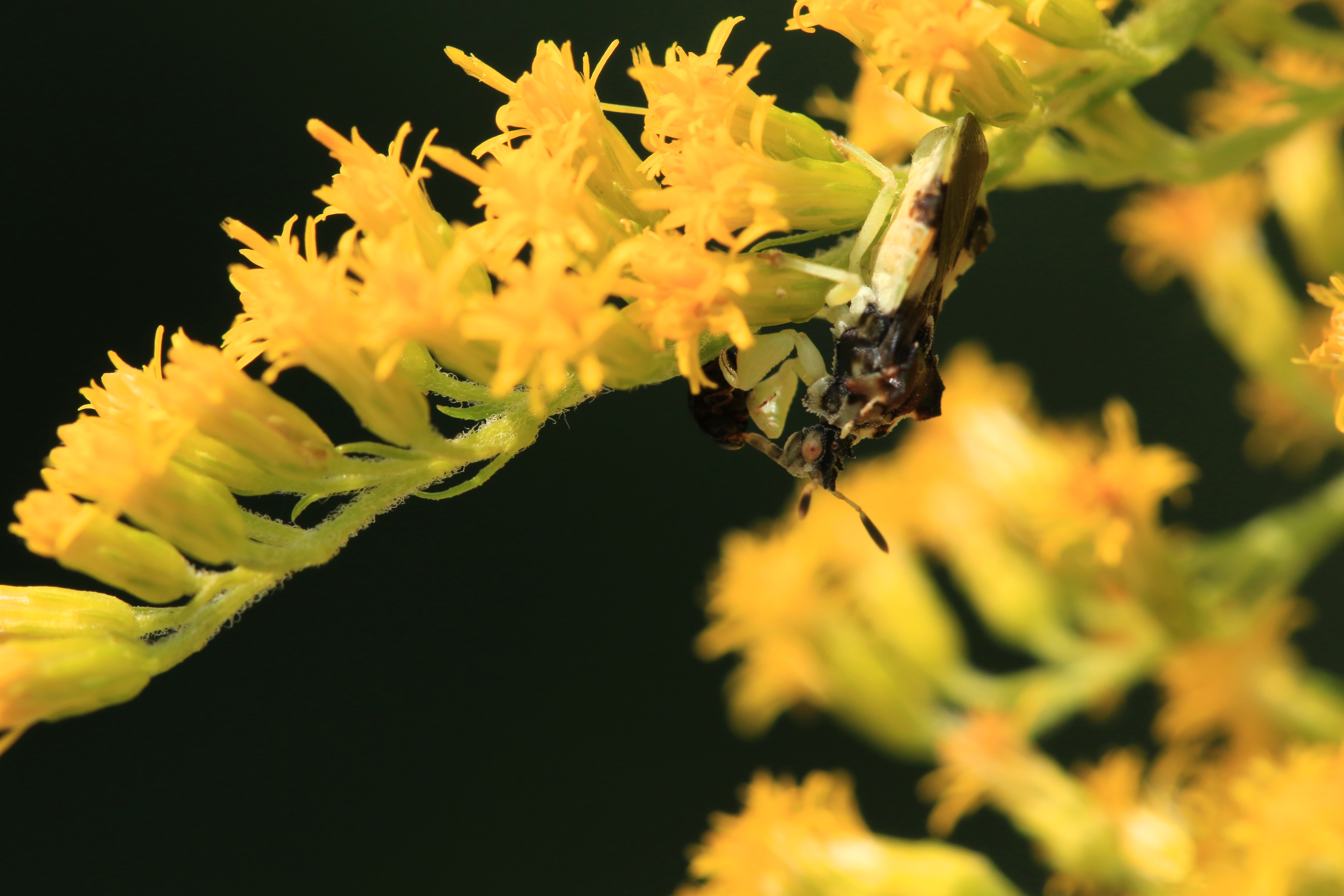 The Secret Lives of Ambush Bugs Leslie Abram Photography