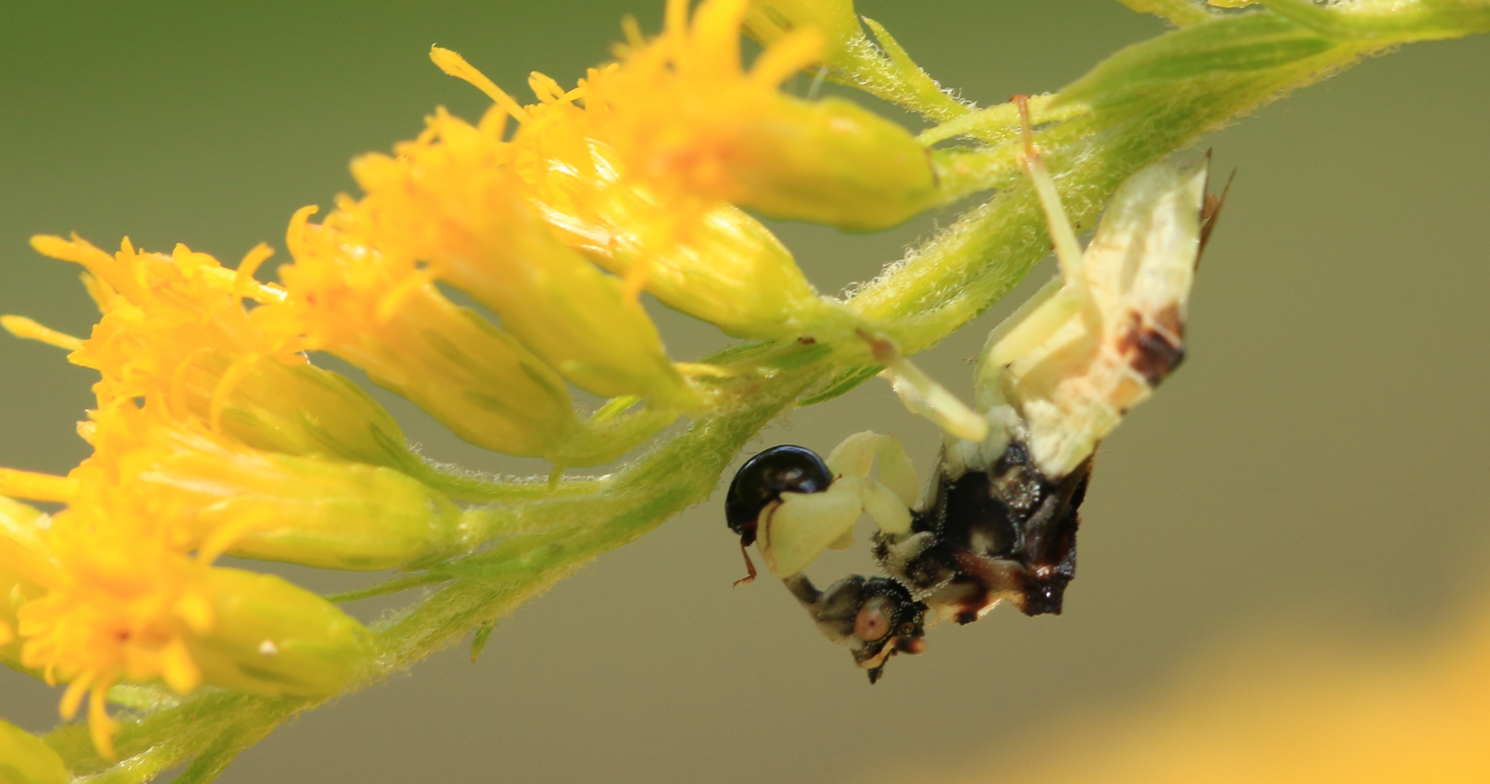 The Secret Lives of Ambush Bugs Leslie Abram Photography