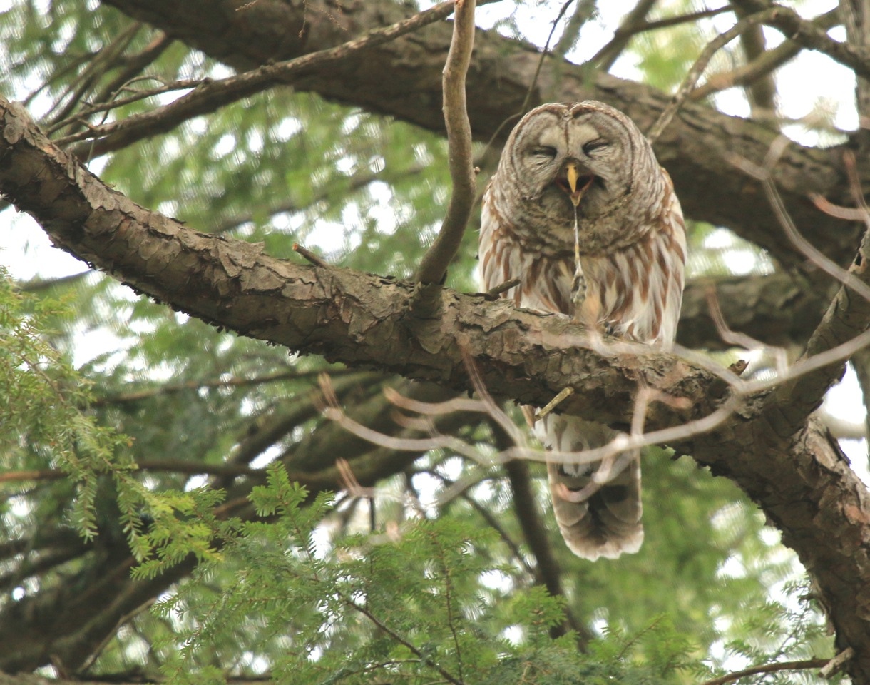 Owl Pellets Leslie Abram Photography