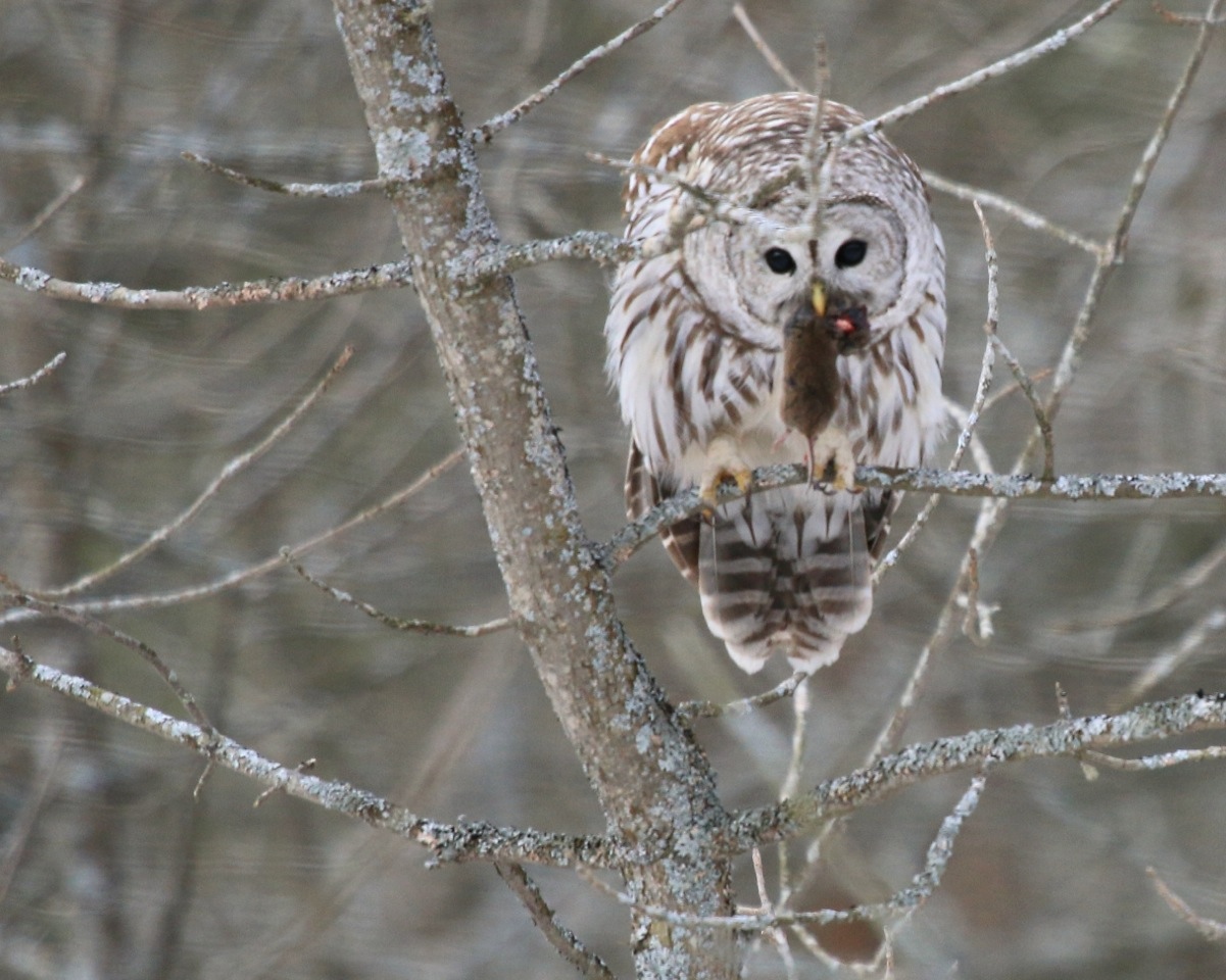 Owl Pellets Leslie Abram Photography