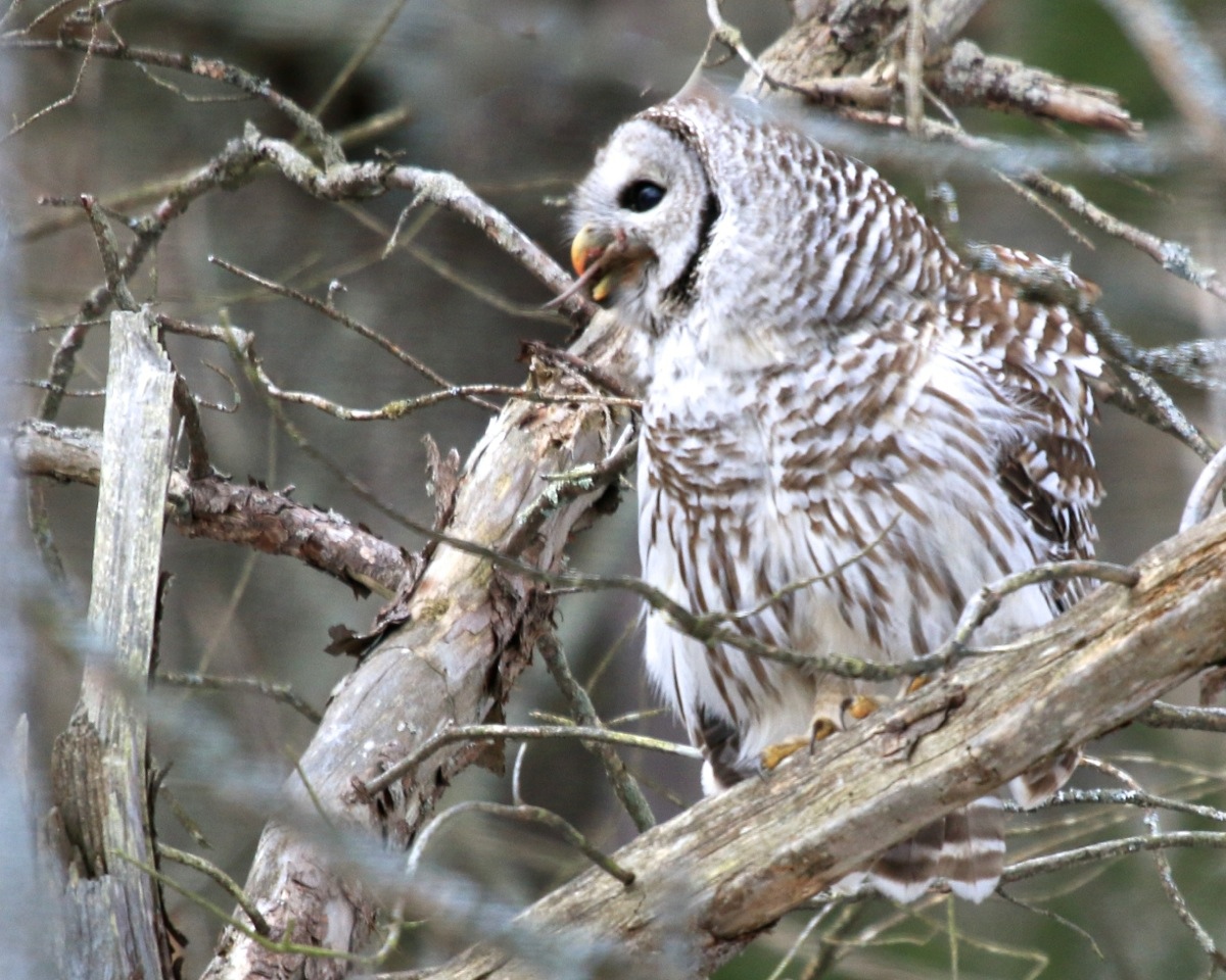 Owl Pellets Leslie Abram Photography