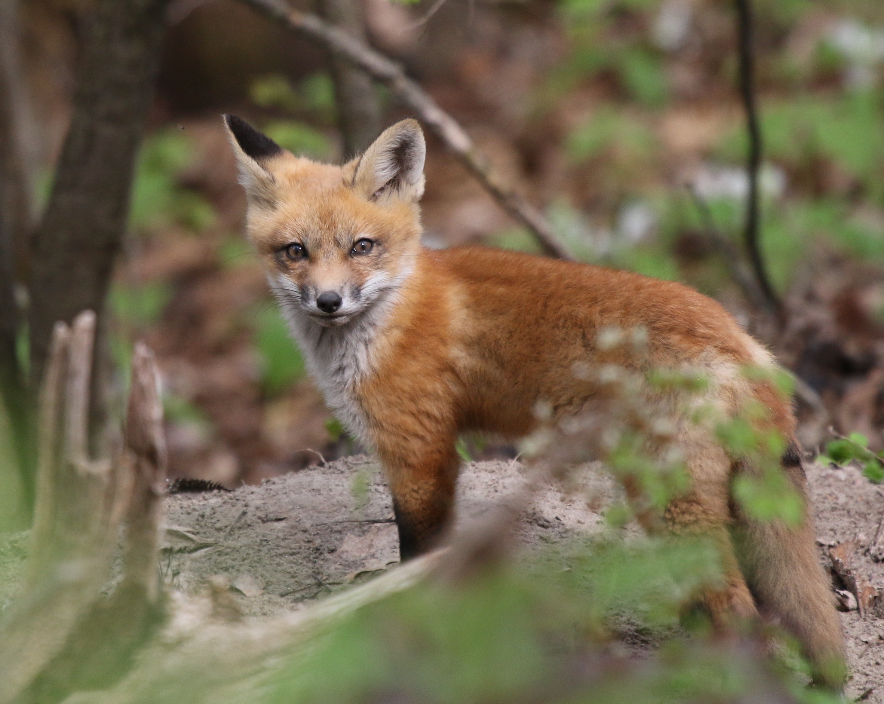Foxes in the Forest Leslie Abram Photography