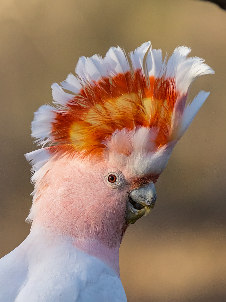 Cacatoès de leadbeaterMajor Mitchell's Cockatoo
