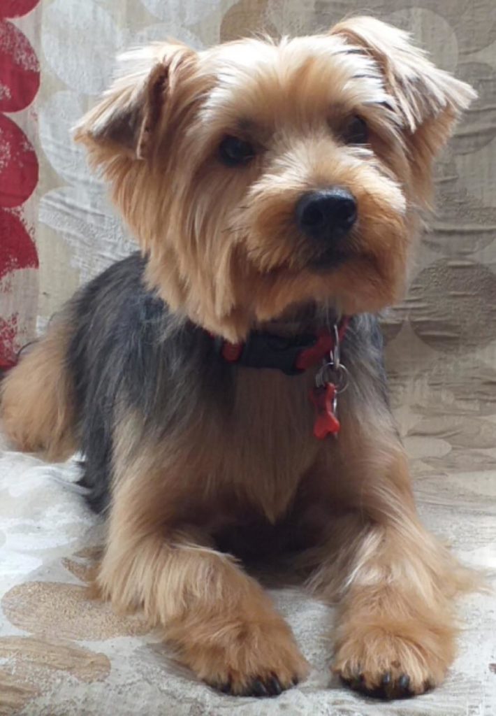 TINA, Yorkshire F, 3 ans adoptée septembre 2019 Les