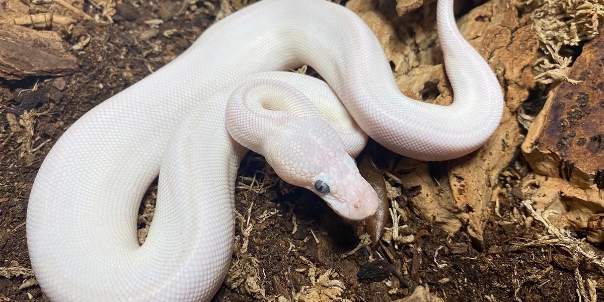 Which Snake Species Are the Most Common Pets? LessConf