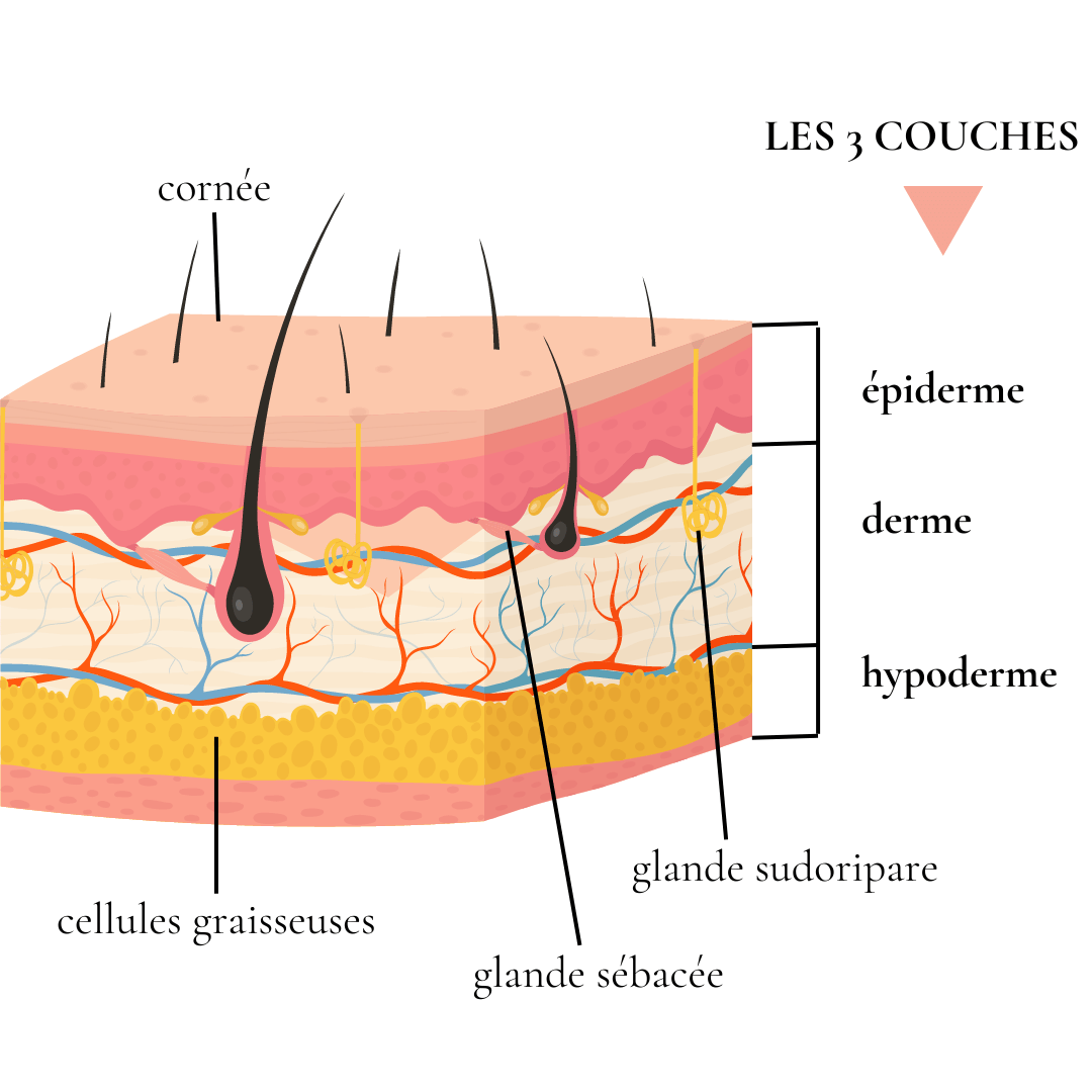 Comment avoir une belle peau? lessentiel(le) by mag