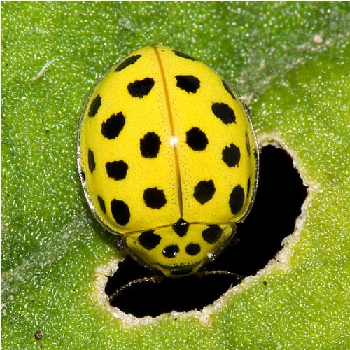 10 Interesting Facts about Ladybugs Less Known Facts