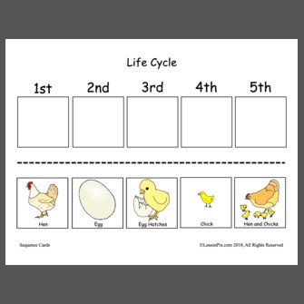 Life Cycle Of A Chicken Worksheet