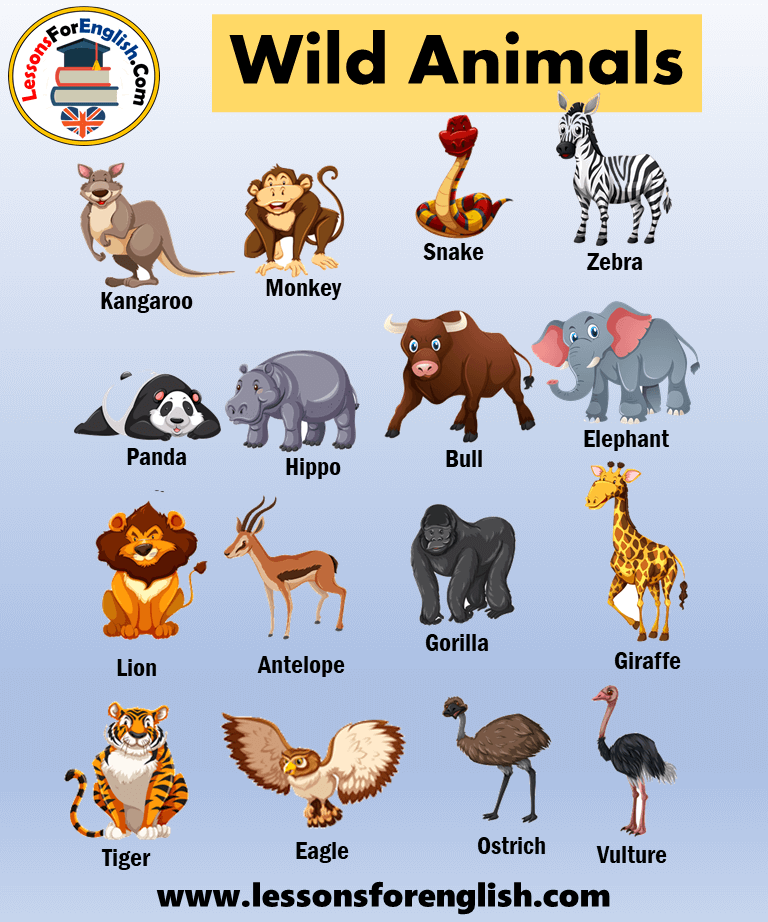 25 Wild Animals Names, Pictures and Example Sentences Lessons For English