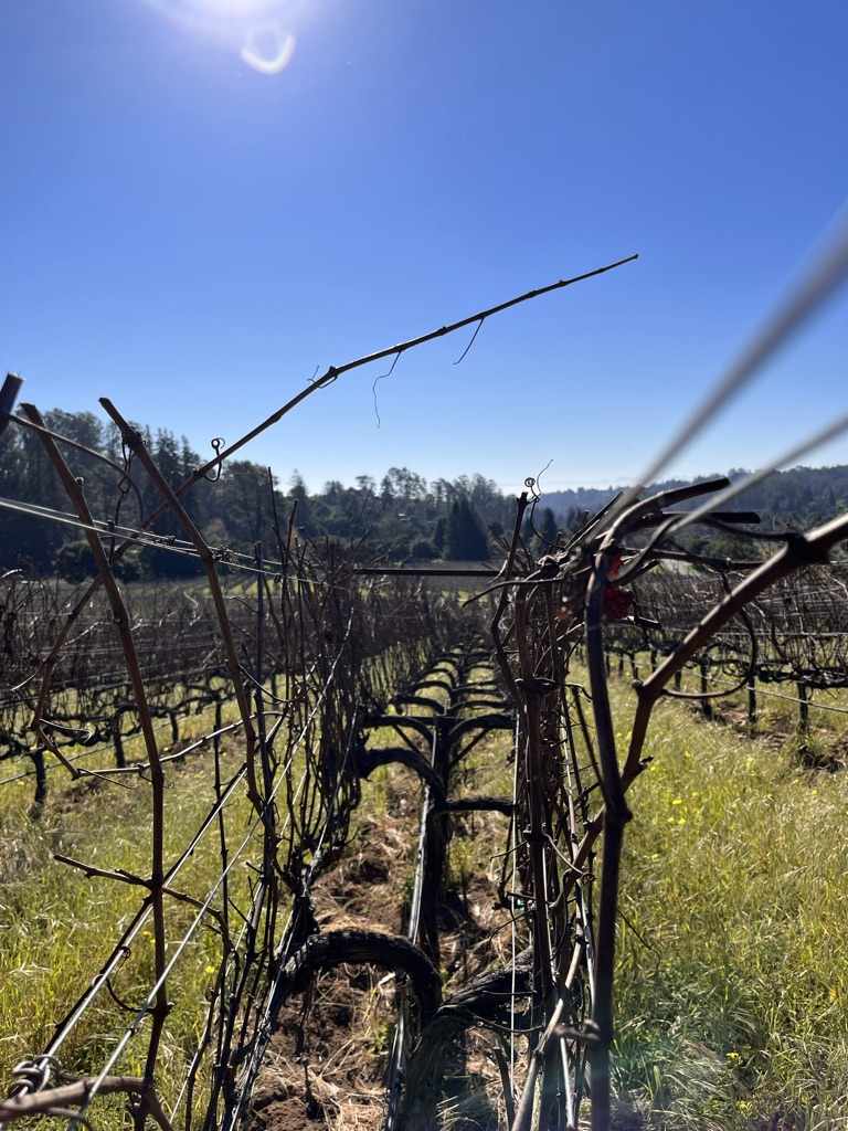 Winemakers Lester Estate Wines