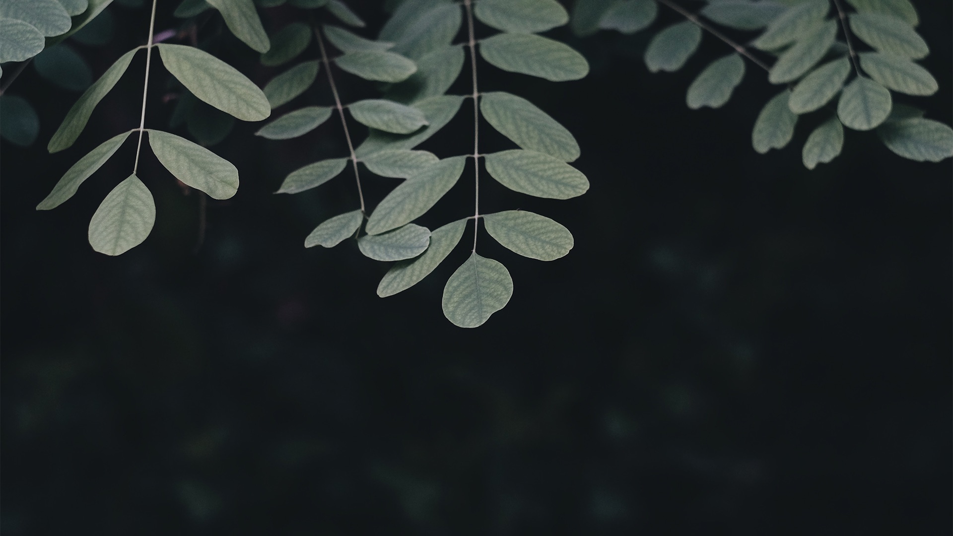 Plant in the dark Lester River Sawmill