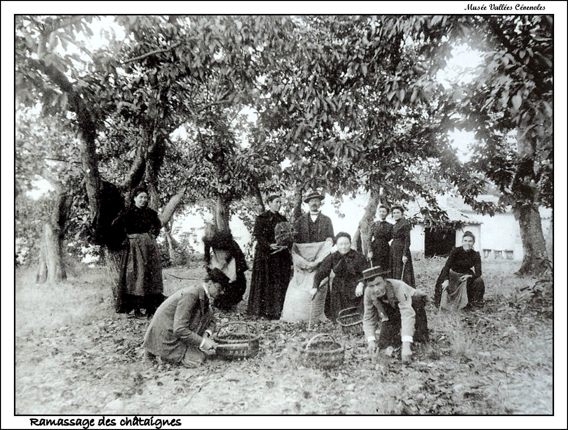 Les châtaigniers des Ayres, Lozère Les têtards arboricoles