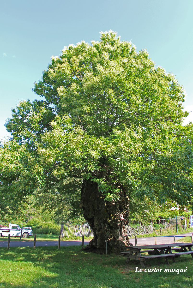 Les châtaigniers des Ayres, Lozère Les têtards arboricoles