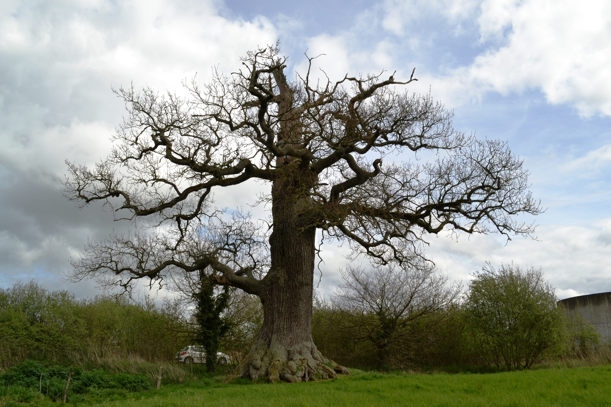 Chêne pédonculé près de Plancoët, Côtes d’Armor Les têtards arboricoles