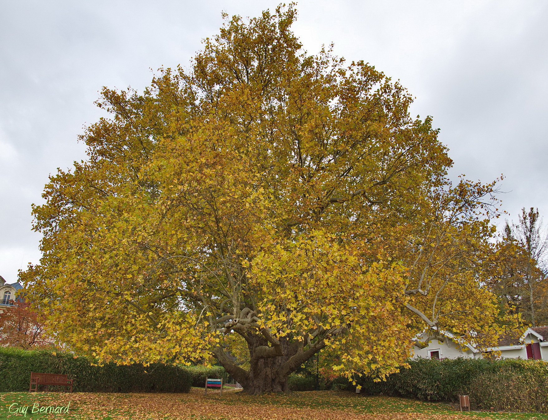 Le Platane hybride. Taverny, Vald’Oise Les têtards arboricoles