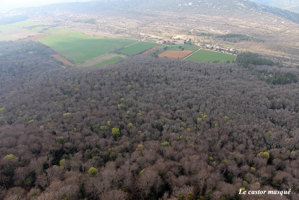 Galerie photos la Forêt de la Sainte Baume, Var Les têtards arboricoles