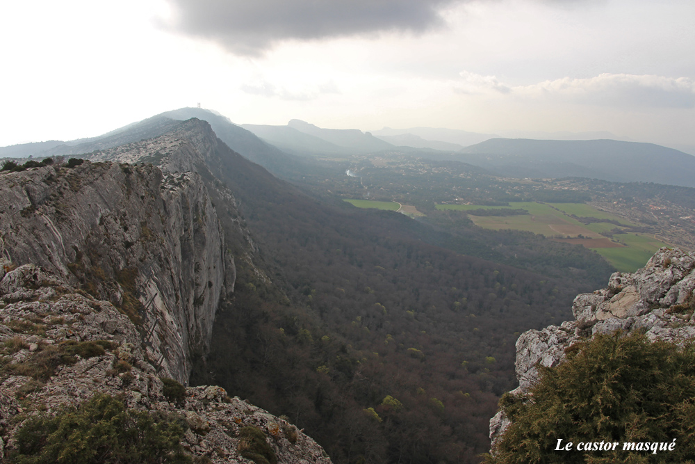 Galerie photos la Forêt de la Sainte Baume, Var Les têtards arboricoles