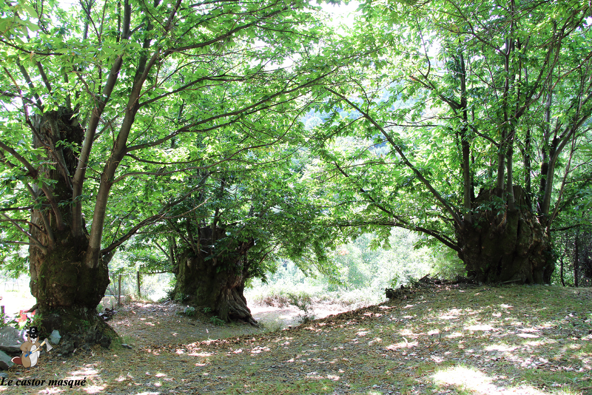 « Le Tronc », plus gros châtaignier cévenol Les têtards arboricoles