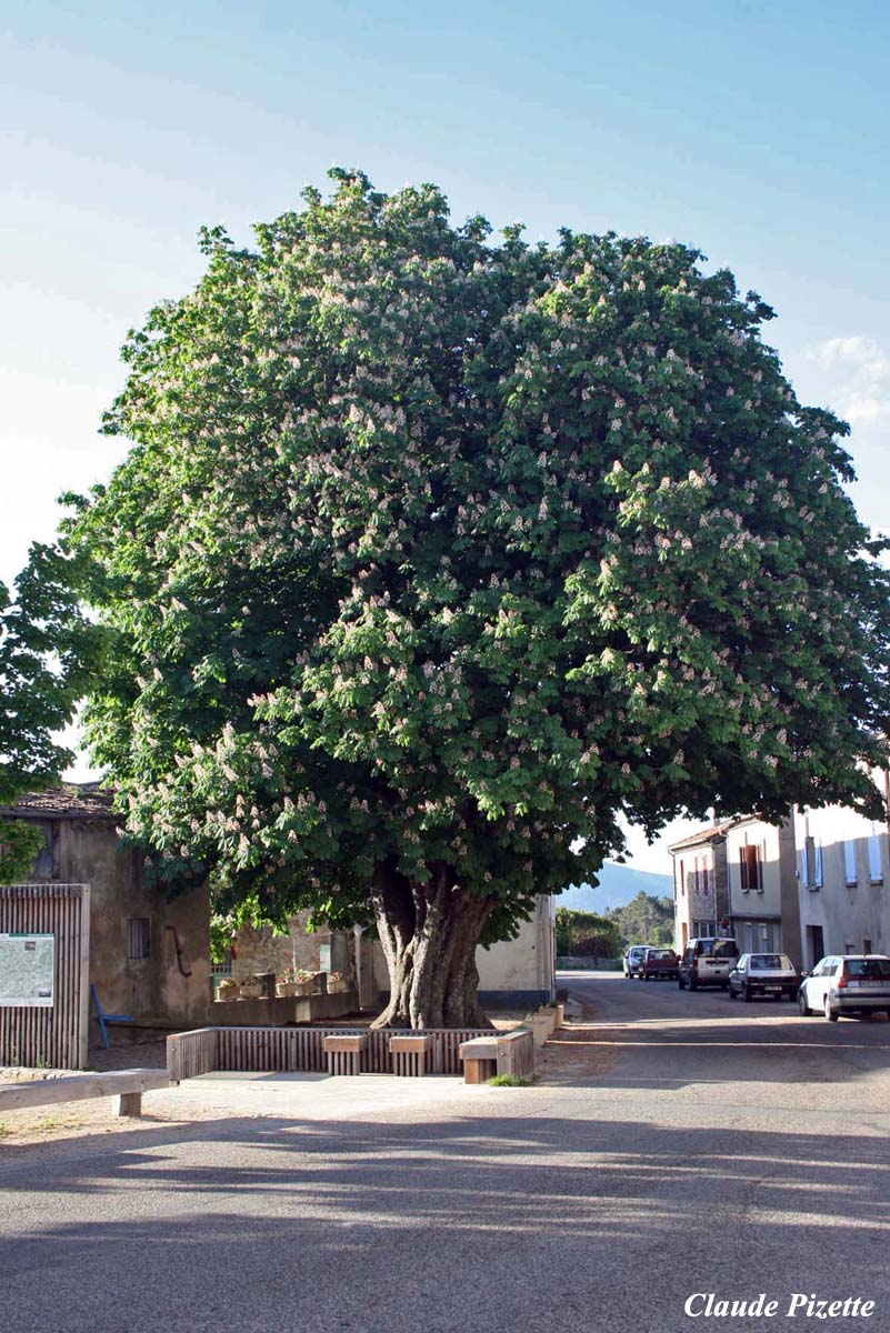 La place du village de StMicheldeChabrillanoux, Ardèche Les