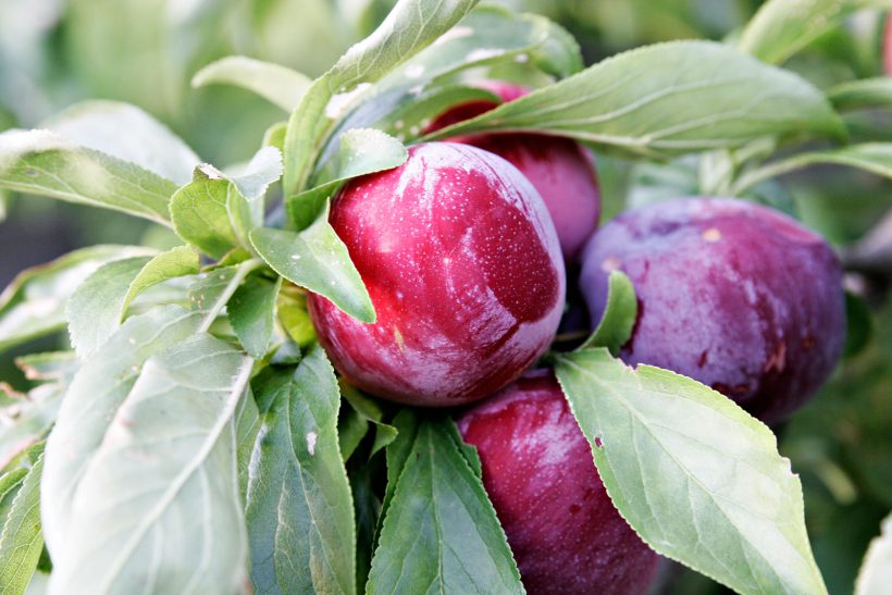 10 Benefits of Eating Plums For Your Body and Brain Page 9 of 10