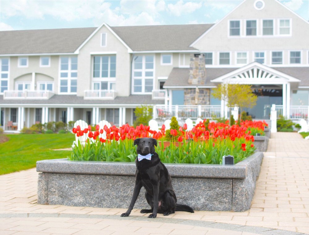 How To Earn Money Like A Property Bird Dog Lest Wins World