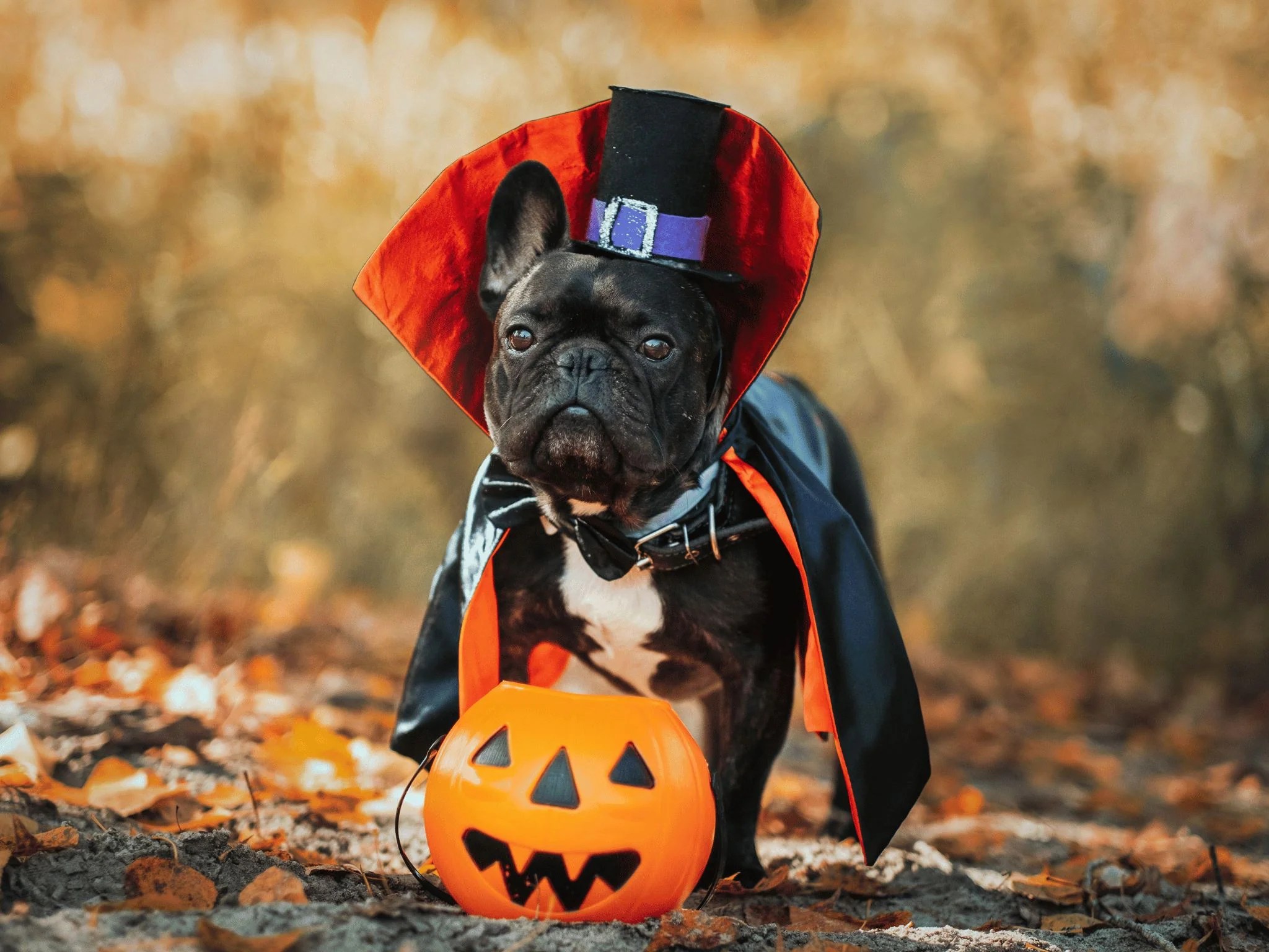 Crafting a Halloween DIY Pet Costume Lesure Pet