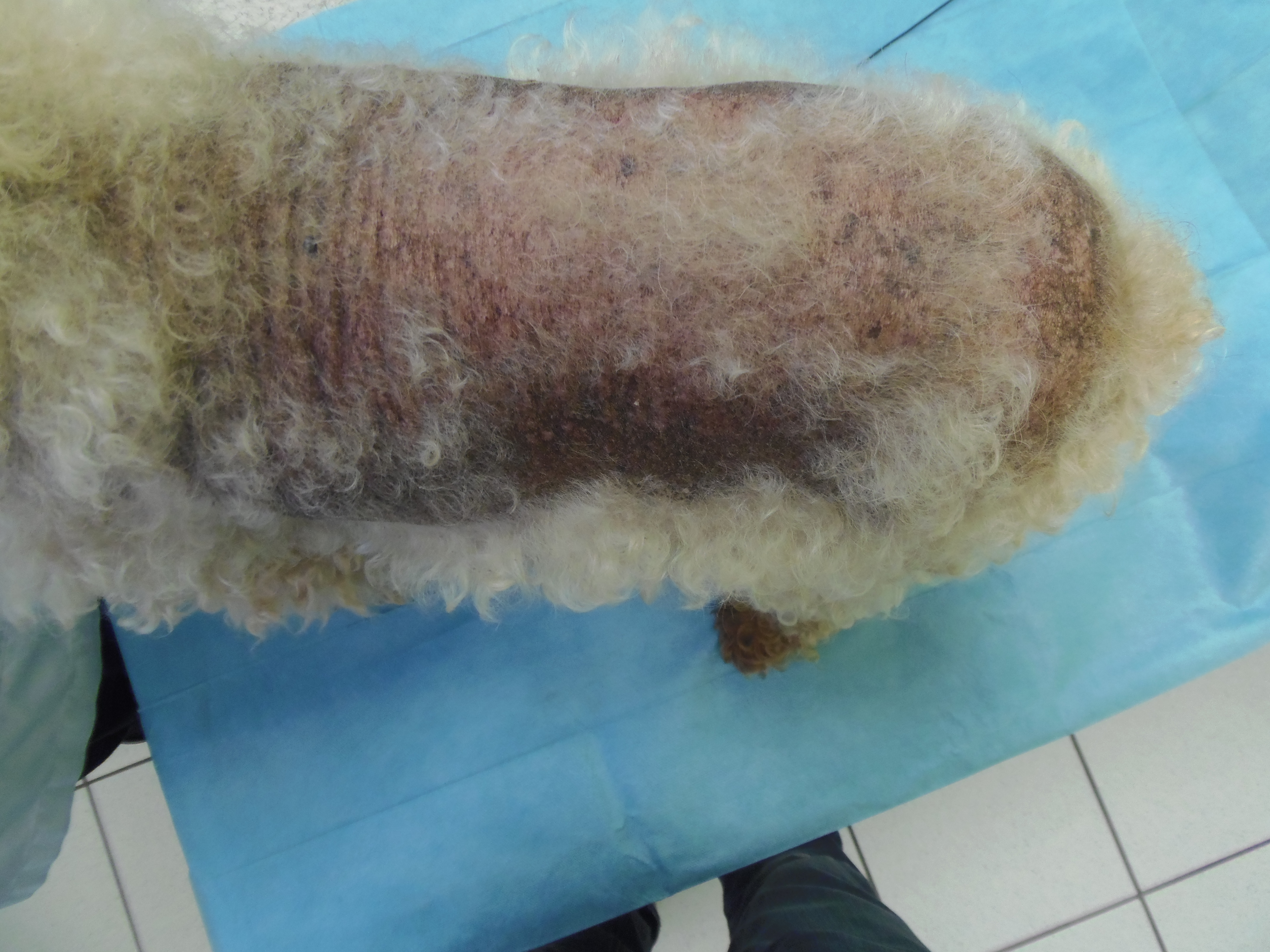 Dermatologie Lesvet
