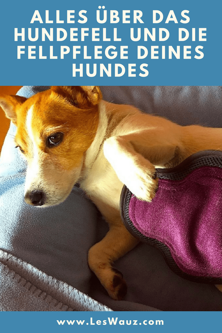 85+ Kleine Hunde Die Nicht Haaren Und Stinken