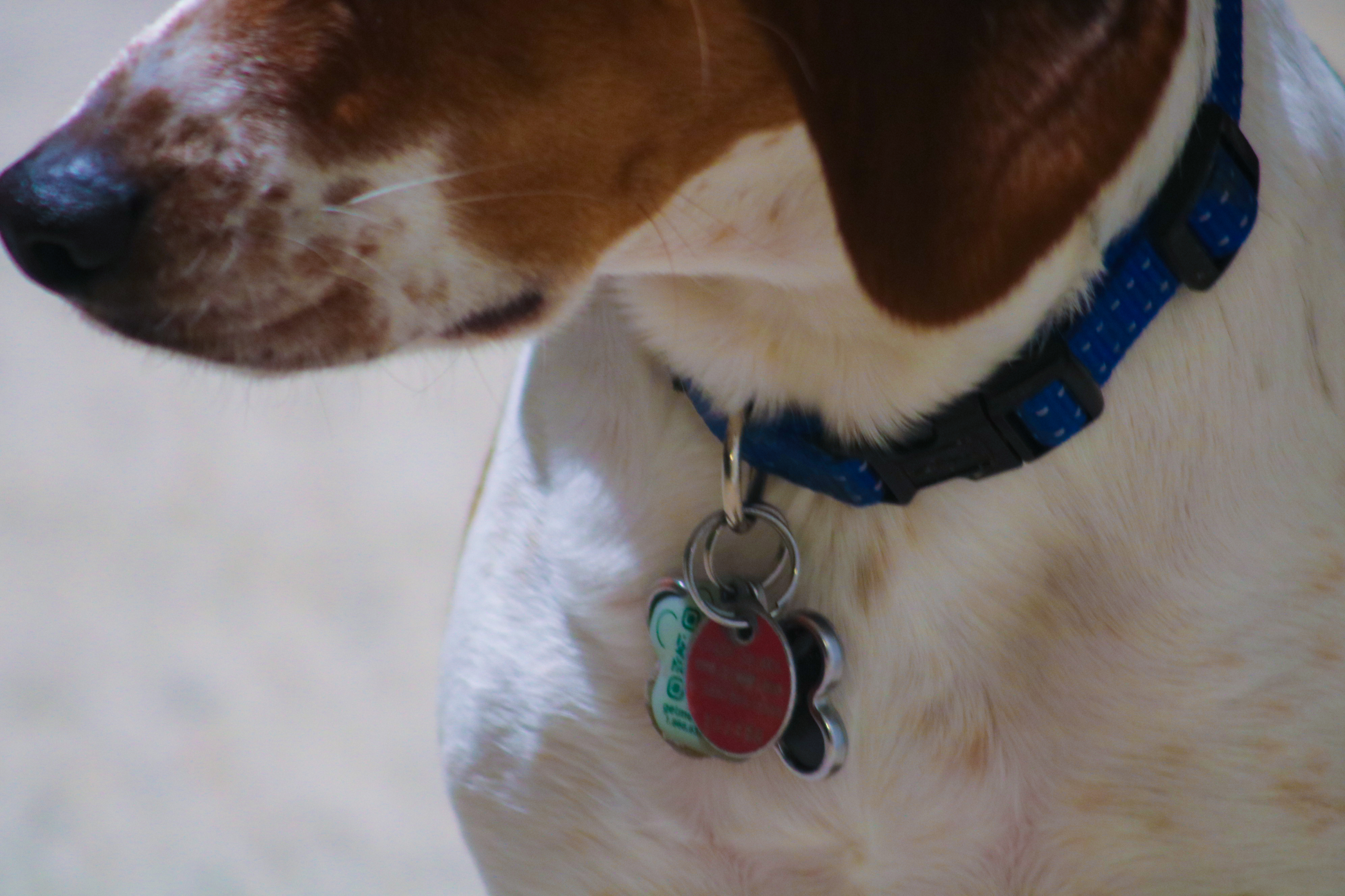 Why Do I Have To Pay For A Dog License