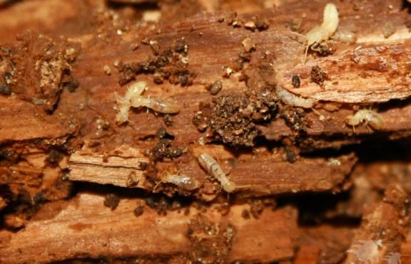 How to Kill Termites?