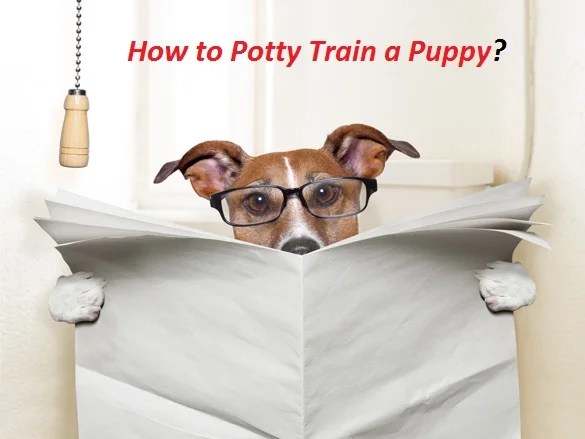 How to Potty Train a Puppy?