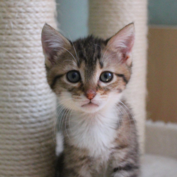 Chats et chatons en Essonne, à l'adoption en IledeFrance