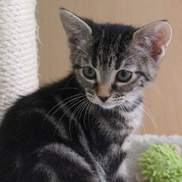 Chats et chatons en Essonne, à l'adoption en IledeFrance