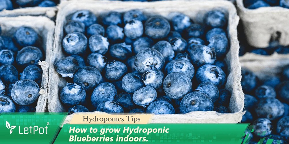 How to Grow Hydroponic Blueberries Indoors A Detailed Guide
