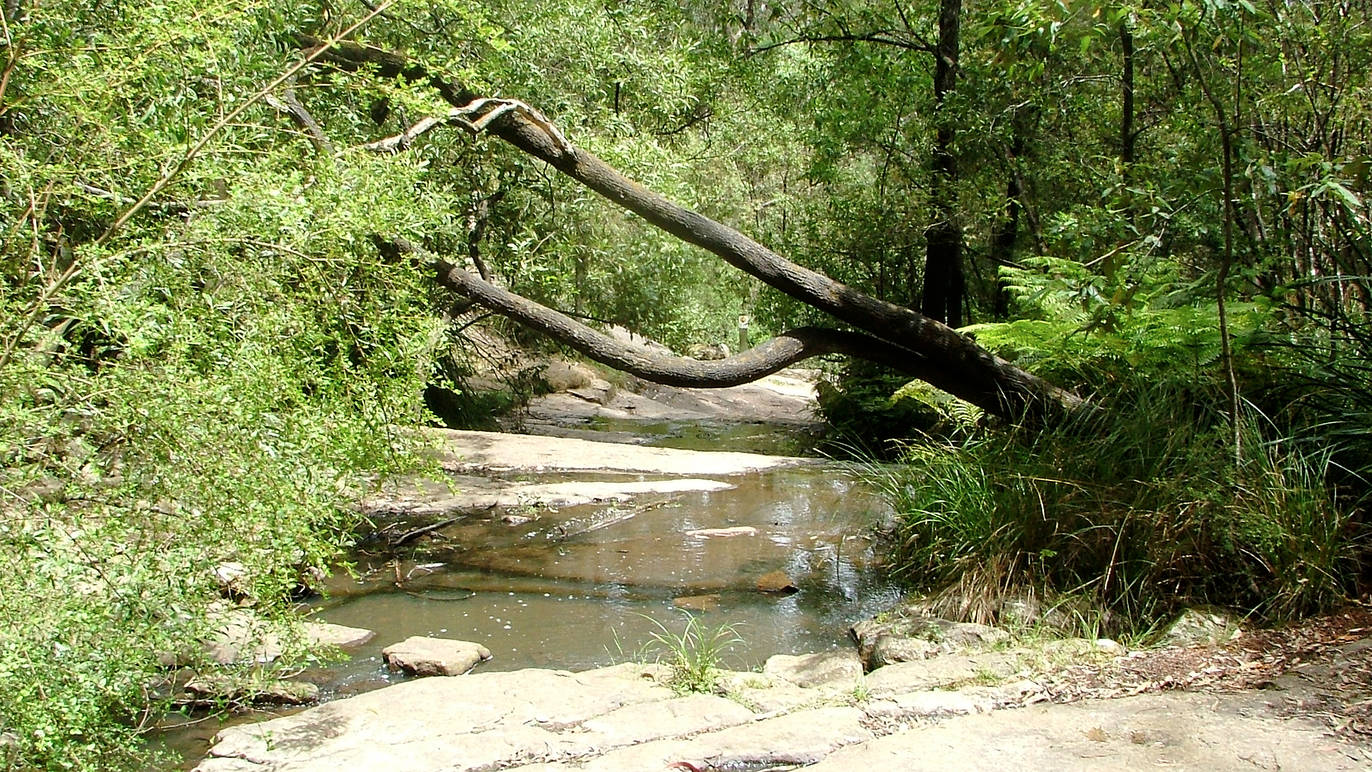 Kinglake National Park Guide Everything You Need To Know Lets