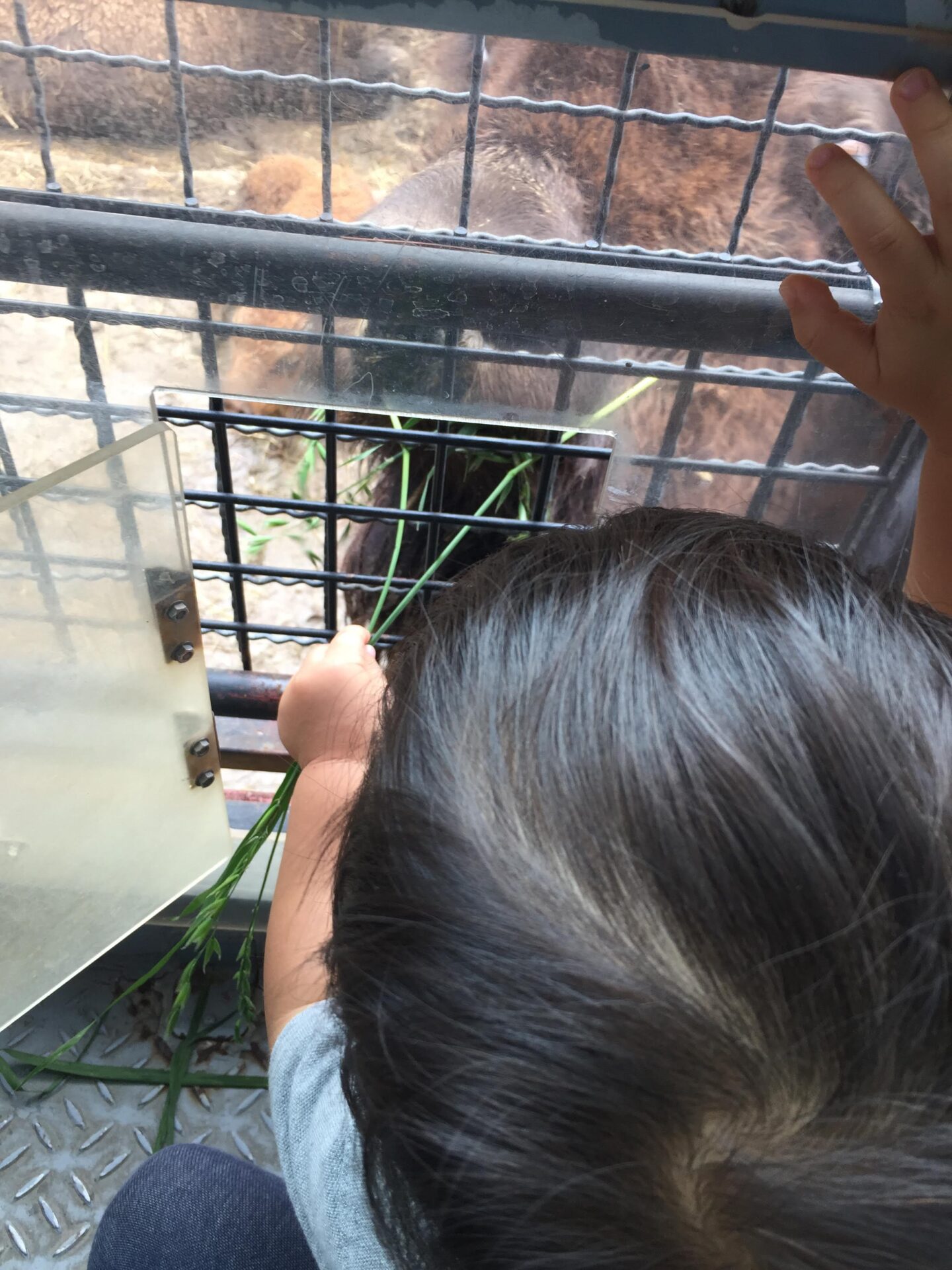群馬サファリパーク ブログ 子連れ旅行記｜Let′s 旅育【レッツ旅育】