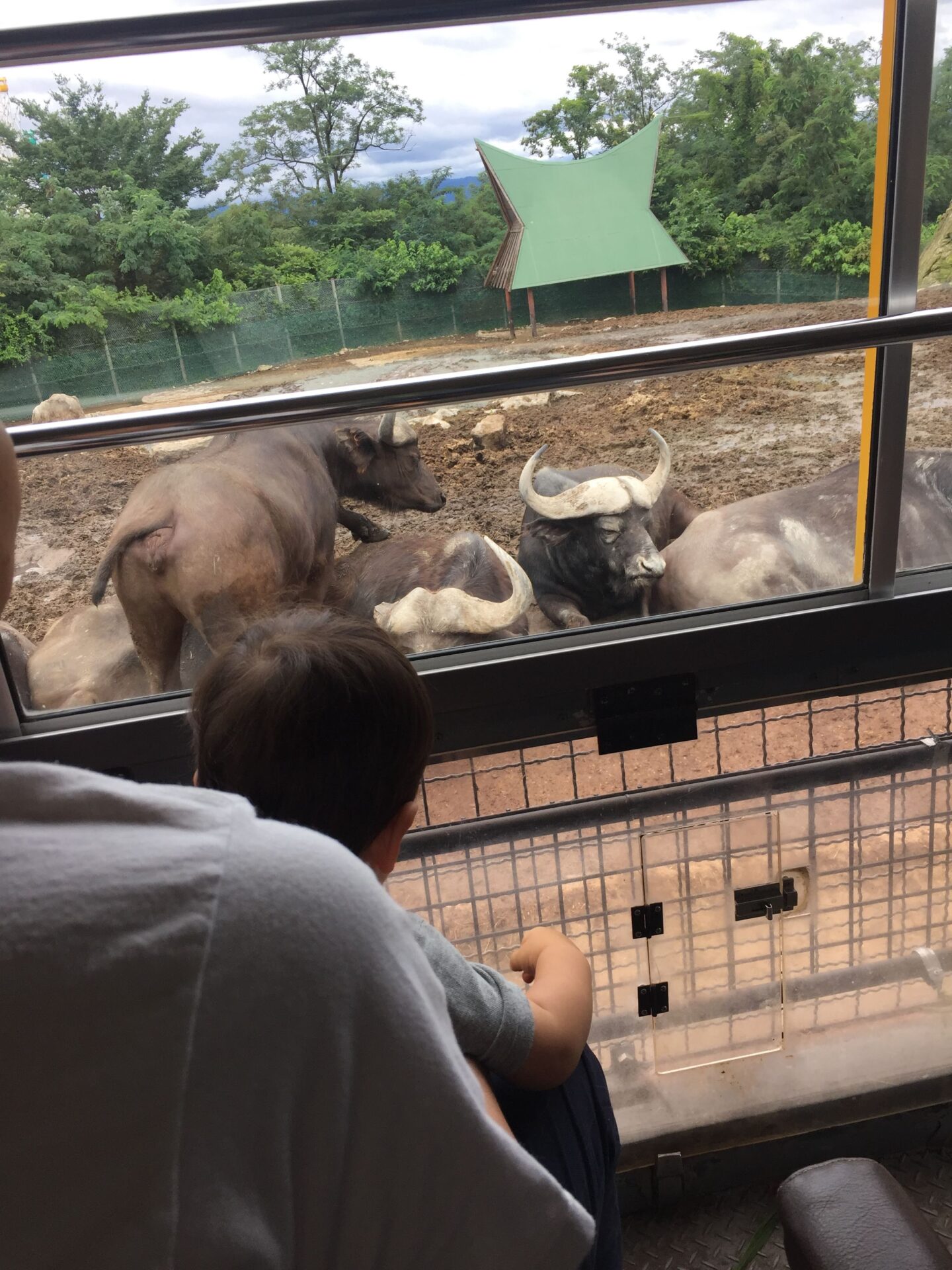群馬サファリパーク ブログ 子連れ旅行記｜Let′s 旅育【レッツ旅育】