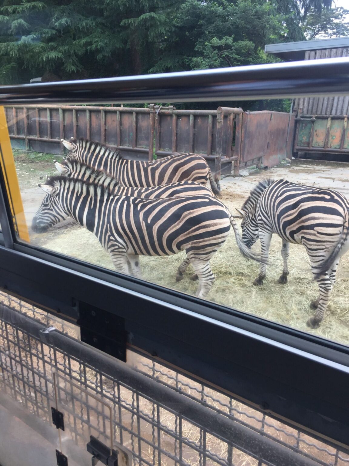 群馬サファリパーク ブログ 子連れ旅行記｜Let′s 旅育【レッツ旅育】