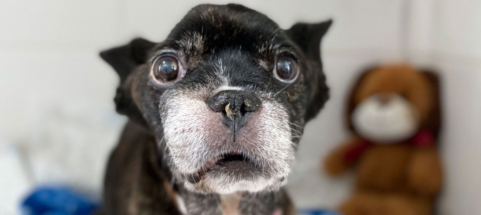 Wir holen diesen Hund aus seinem Käfig! Es wird Zeit das