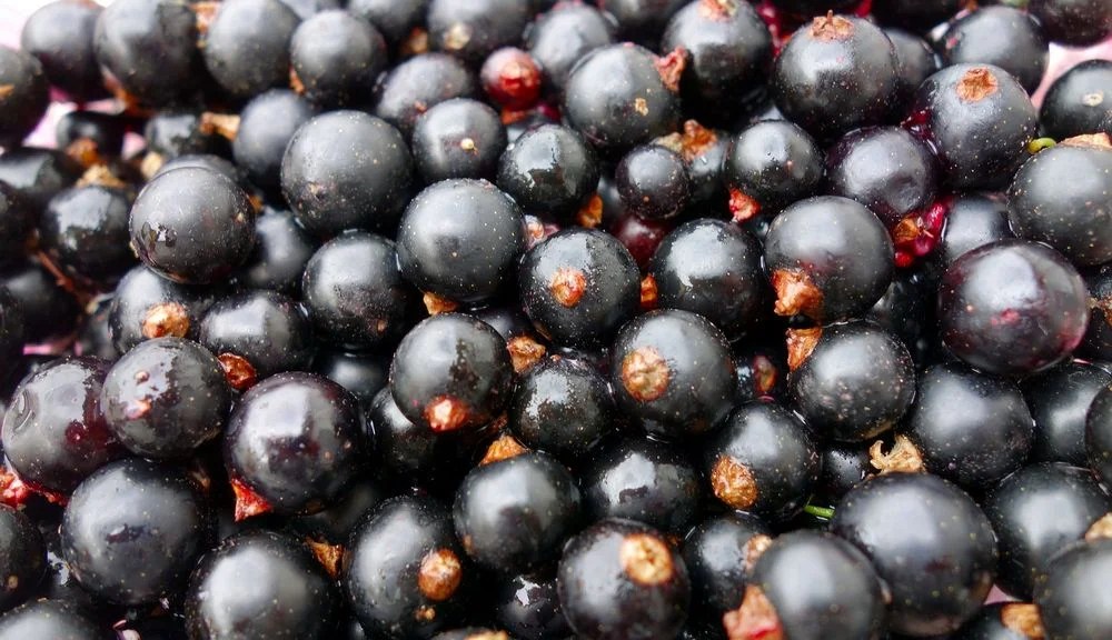 Does Black Currant Tea Have Caffeine? (Plus The Health Benefits)