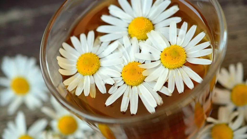How To Harvest Chamomile For Tea (Easy StepByStep Guide)