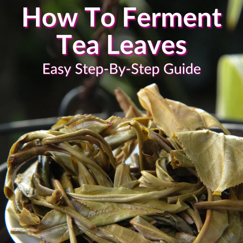 How To Ferment Tea Leaves (Easy StepByStep Guide)