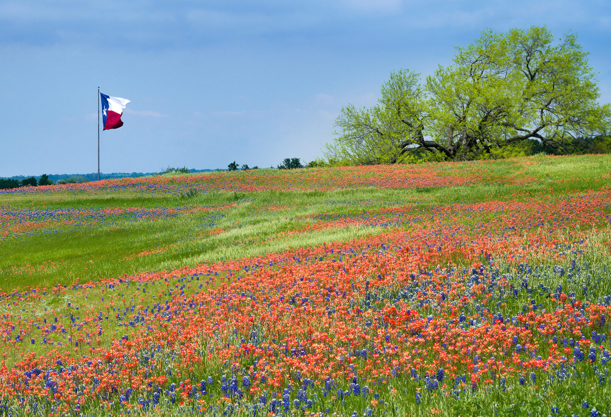 Best Carpet Cleaners in Montgomery County Knockout Cleaning