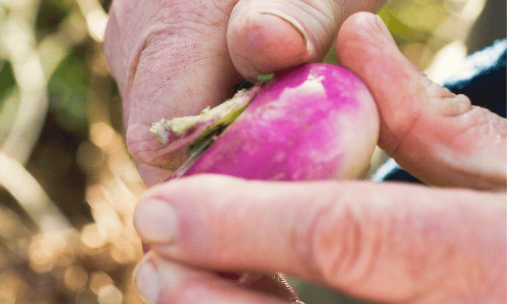 How to Freeze Turnips (2 Methods) Let's Foodie