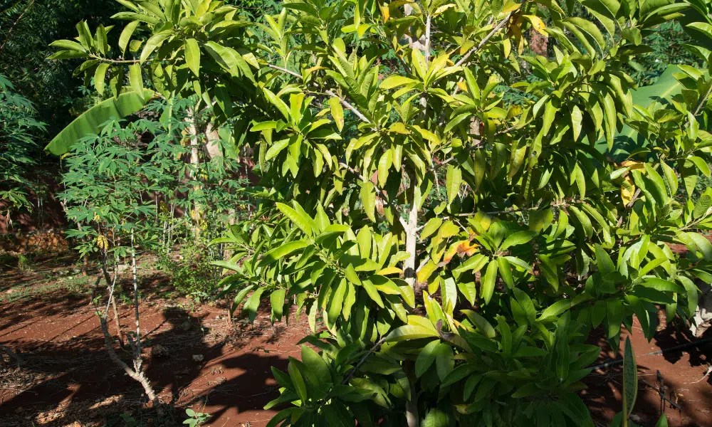 Allspice vs Juniper Berries What's the Difference? Let's Foodie