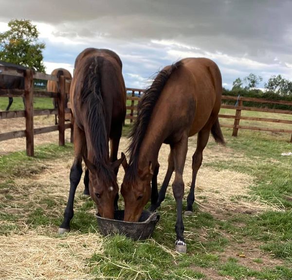Phase 2 of growing up filly foals now ‘ weanlings’ and in the paddock
