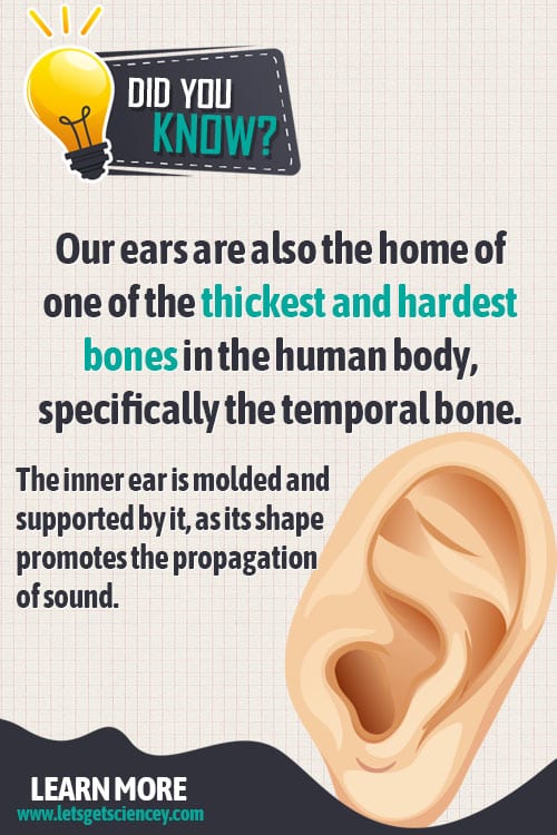 How Does Hearing Work Are You yEARning to Learn? Let's Get Sciencey