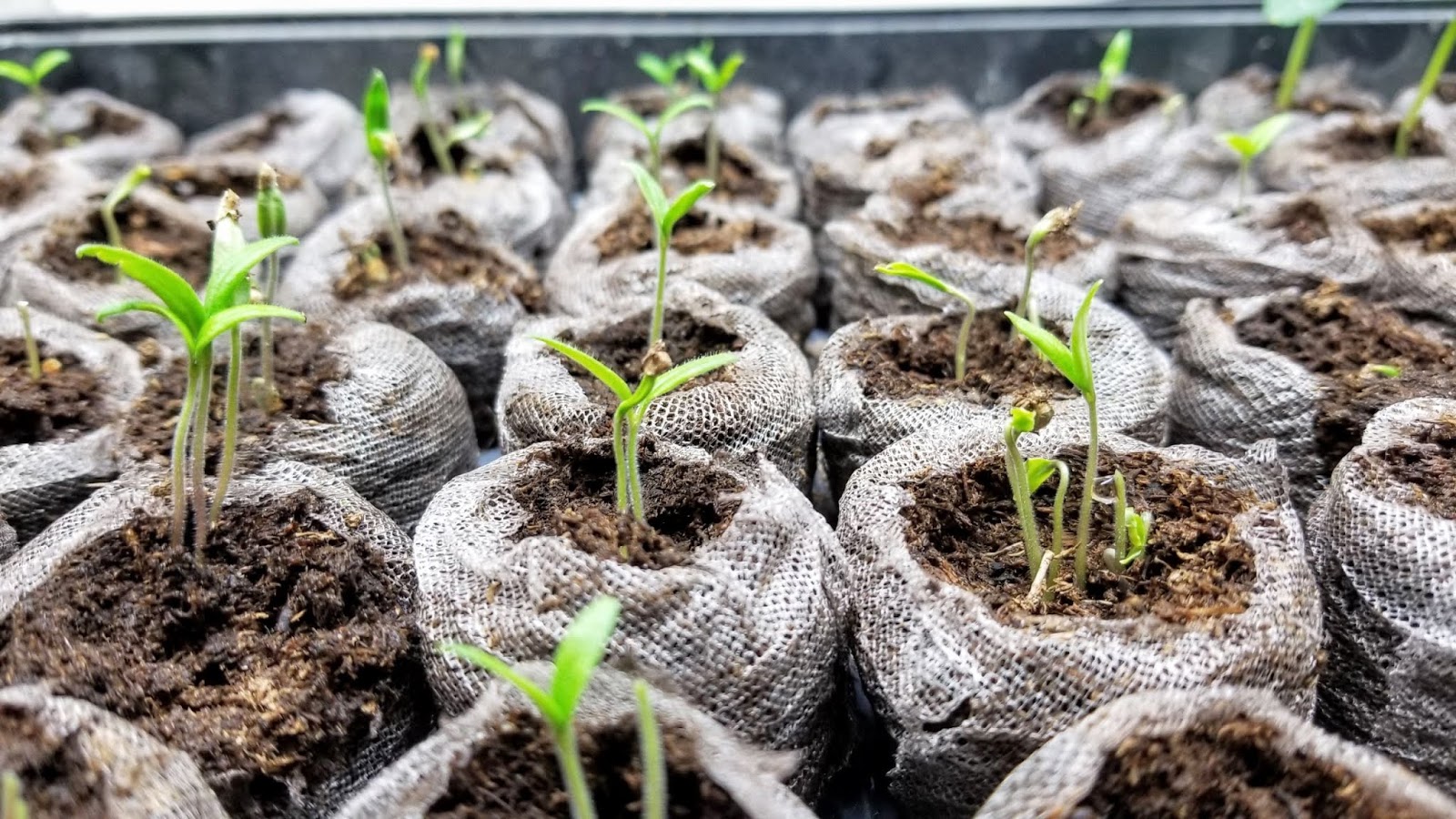 How to Plant Seeds Under Grow Lights, A StepByStep Tutorial Let's